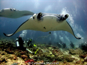 Manta rays, the Maldives. Canon Ixus 75 with inon wide an... by Catherine Marshall 